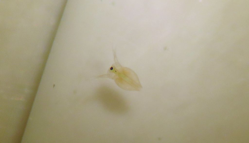 Daphniidae: Ceriodaphnia sp.